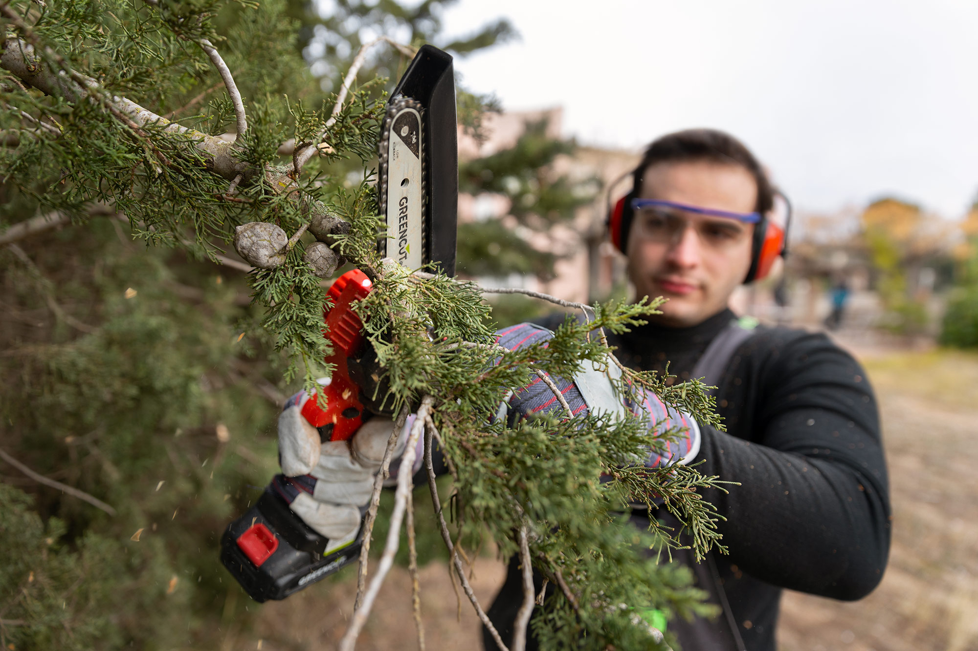 Consejos Para La Poda De Rboles Segura Greencut