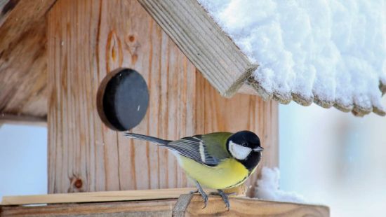 cómo hacer casita para pájaros pasos