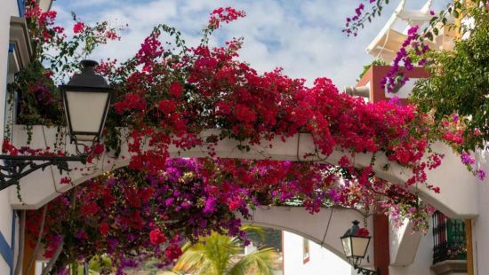 Plantas de exterior resistentes al frío y al sol