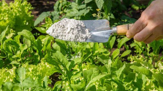 Tierra de diatomeas en agricultura ecológica